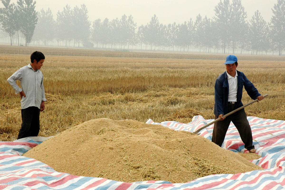 (1月2日)今日小麦价格行情