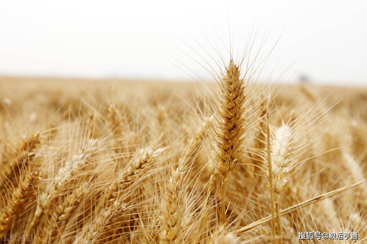 今日小麦价格行情<strong></p>
<p>eos价格今日行情</strong>!8月10日