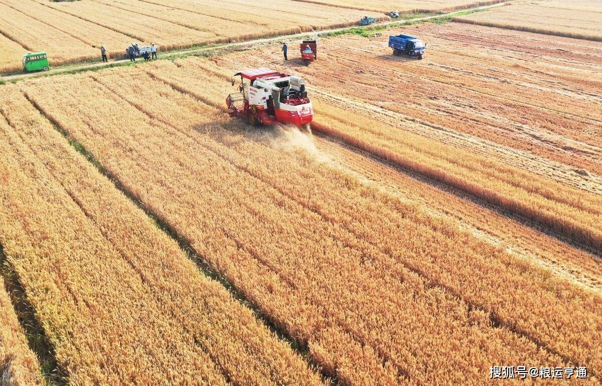 今日小麦价格行情<strong></p>
<p>eos价格今日行情</strong>!8月10日