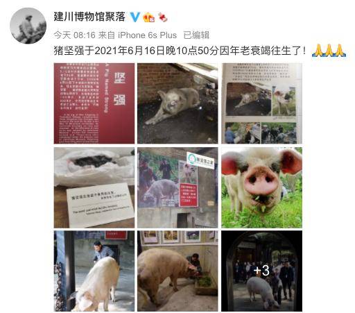 “猪坚强”是一个什么符号<strong></p>
<p>符号交易</strong>?