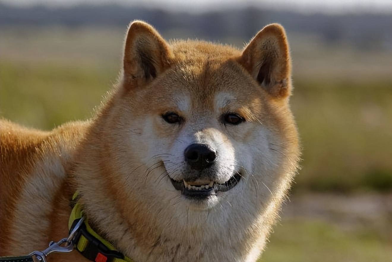Shiba Inu 「SHIB」:为什么投资者现在积极选择这种骨头