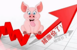 生猪期货再刷历史高点，猪价未来的走势如何？