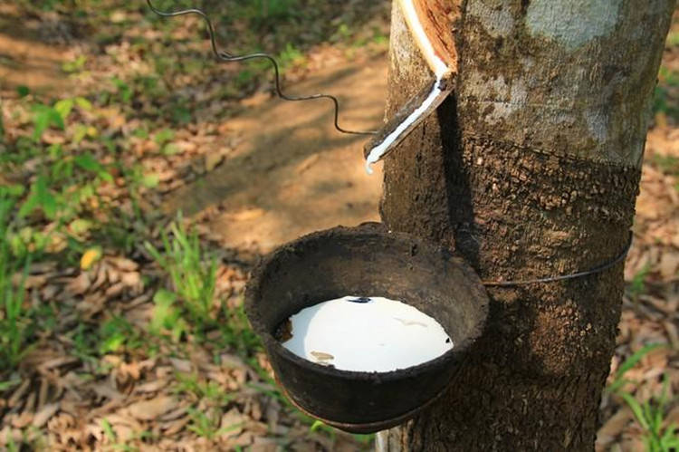 王德诚：6.30生猪谨防回补缺口<strong></p>
<p>燃油期货</strong>，燃油红枣生猪橡胶期货行情分析