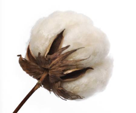 棉花期货如何计算保证金<strong></p>
<p>期货开仓</strong>?开仓一手多少钱?