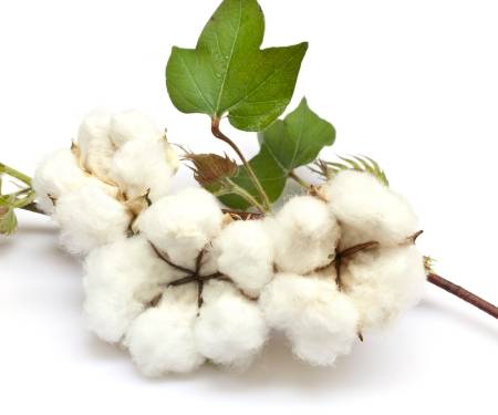 棉花期货的手续费高吗<strong></p>
<p>期货开仓</strong>？棉花期货平今仓是免费的吗？