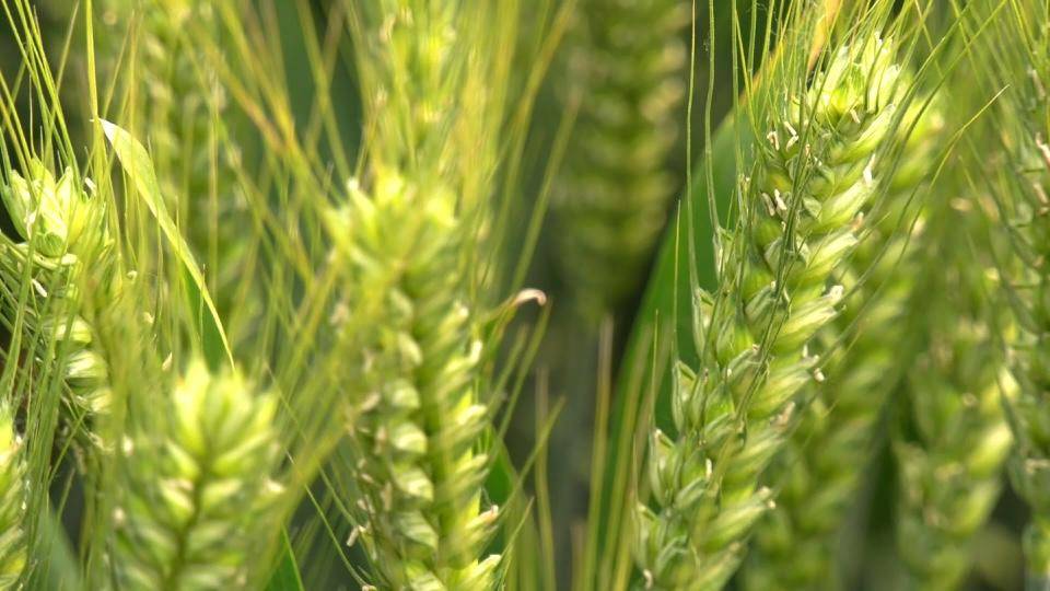 “芯”动未来“麦”向丰收<strong></p>
<p>麦麦理财</strong>,小麦新品种“潍麦13“亮相高密