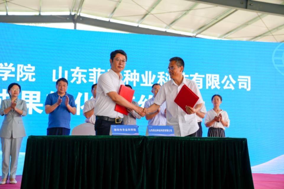 “芯”动未来“麦”向丰收<strong></p>
<p>麦麦理财</strong>,小麦新品种“潍麦13“亮相高密