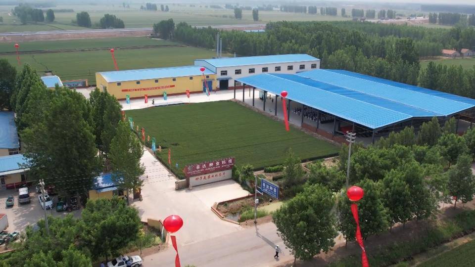 “芯”动未来“麦”向丰收<strong></p>
<p>麦麦理财</strong>,小麦新品种“潍麦13“亮相高密