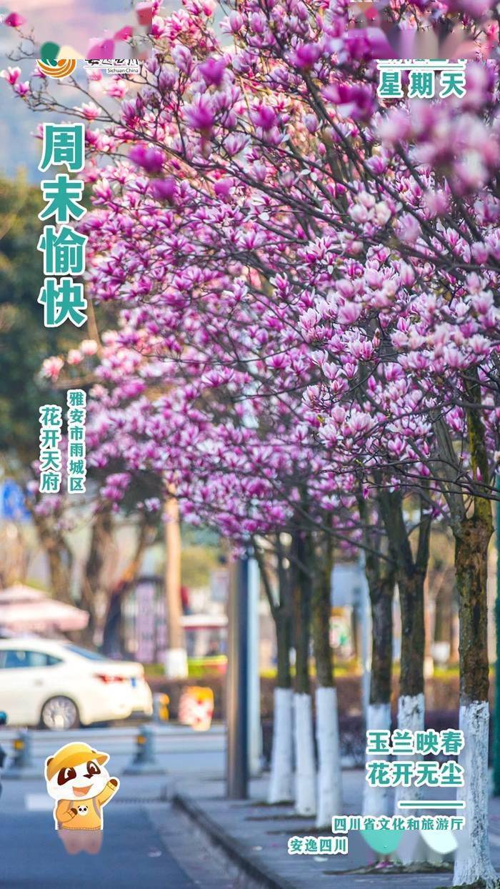 安逸四川日历海报｜玉兰映春<strong></p>
<p>安逸花</strong>，花开无尘