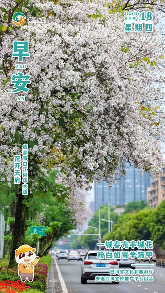 安逸四川日历海报｜一城春光半城花，粉白如雪羊蹄甲
