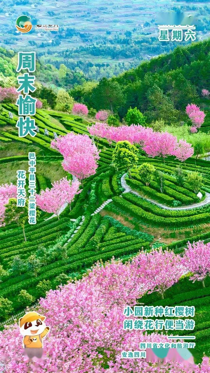 安逸四川日历海报｜​小园新种红樱树，闲绕花行便当游