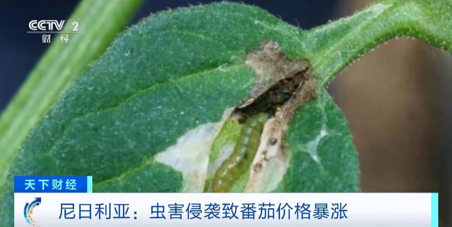 价格飙升20倍<strong></p>
<p>飙升币价格</strong>!虫害侵袭致尼日利亚番茄价格暴涨