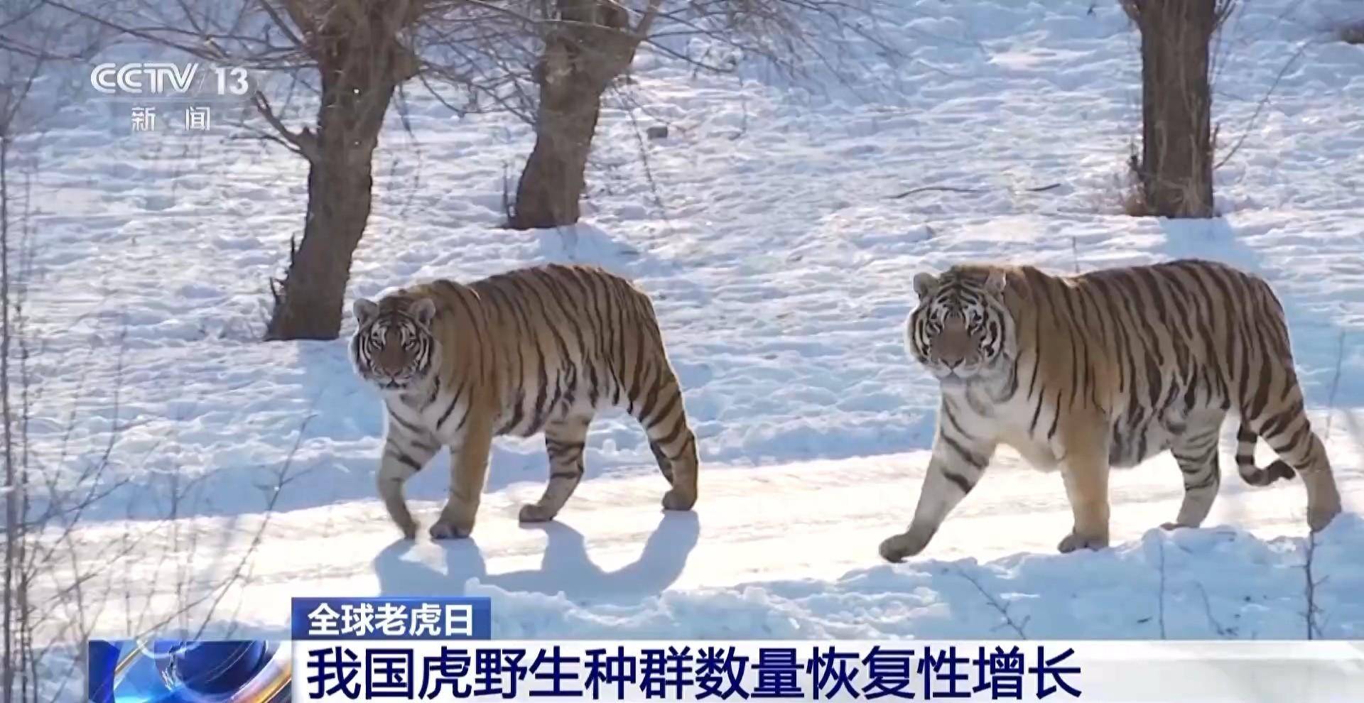 全球老虎日丨“护”虎生威 <strong></p>
<p>币虎全球</strong>我国老虎保护成效显著