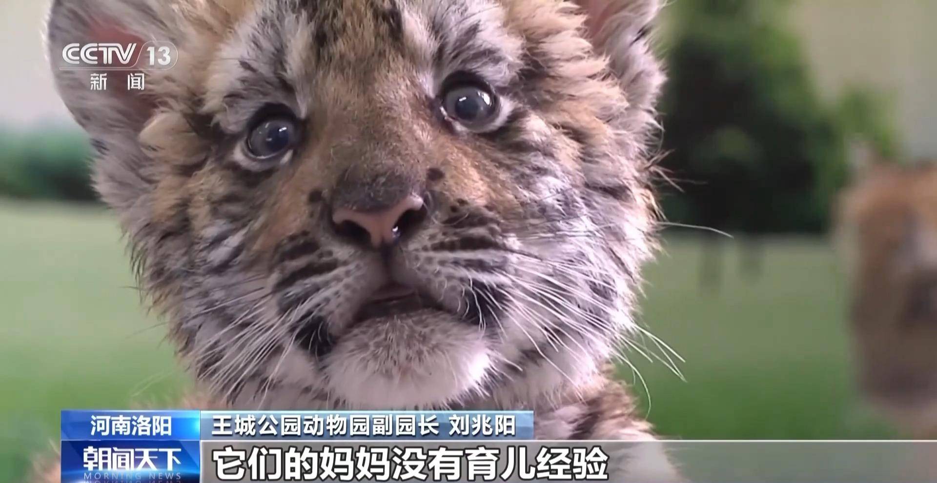 全球老虎日丨“护”虎生威 <strong></p>
<p>币虎全球</strong>我国老虎保护成效显著