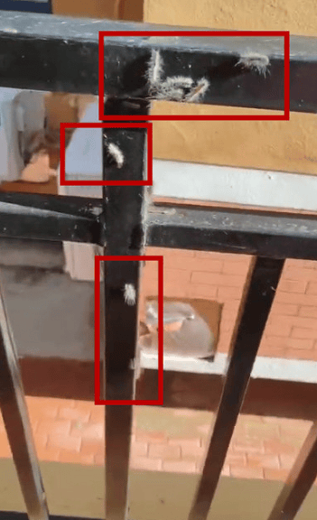 头皮发麻！大连一小区栏杆上出现白色的毛毛虫……