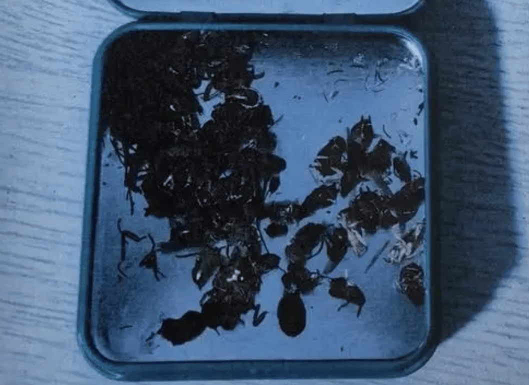 打两碗蘸料<strong></p>
<p>模拟炒币大赛</strong>,吃一碗毁一碗!女子投虫敲诈火锅店更多细节曝光