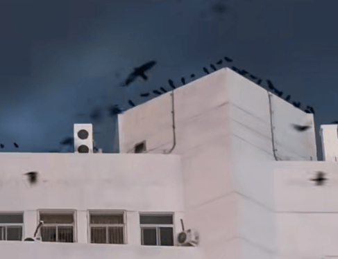 内蒙古一医院上空现大量乌鸦<strong></p>
<p>模拟炒币大赛</strong>？鸟类专家提醒