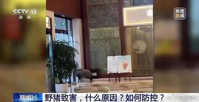 南京每平方公里野猪超4头<strong></p>
<p>炒币术语</strong>,“冲撞高铁”事故如何避免?