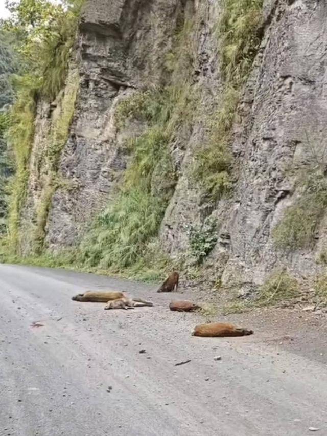 云南“6头野猪从天而降”<strong></p>
<p>币圈媒体价格表</strong>？实为被猎捕时跳崖 对话野猪“赏金猎人”：干这行不赚钱