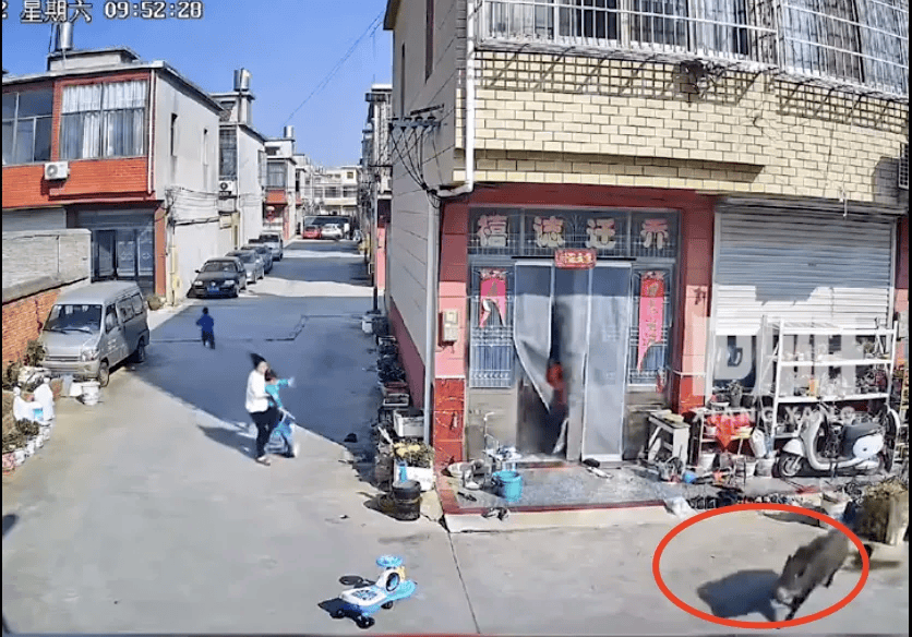 街头横冲直闯<strong></p>
<p>币圈数据</strong>，抱娃女子被撞伤，警方：已被特警击毙