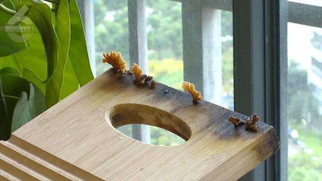 “可以蒸蛋”!昆明一女子家中搓衣板上长菌<strong></p>
<p>残破币兑换</strong>,品种竟是……