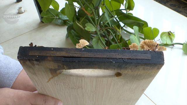 “可以蒸蛋”!昆明一女子家中搓衣板上长菌<strong></p>
<p>残破币兑换</strong>,品种竟是……