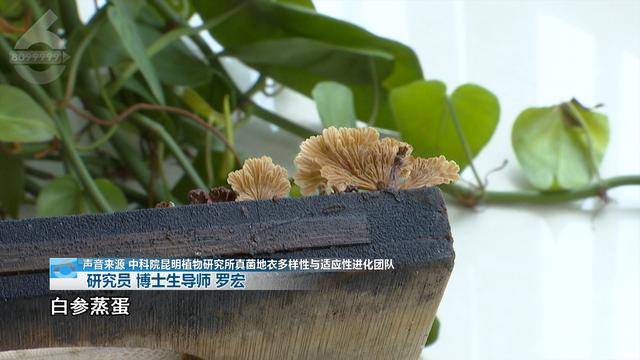 “可以蒸蛋”!昆明一女子家中搓衣板上长菌<strong></p>
<p>残破币兑换</strong>,品种竟是……