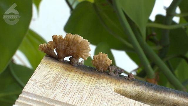 “可以蒸蛋”!昆明一女子家中搓衣板上长菌<strong></p>
<p>残破币兑换</strong>,品种竟是……