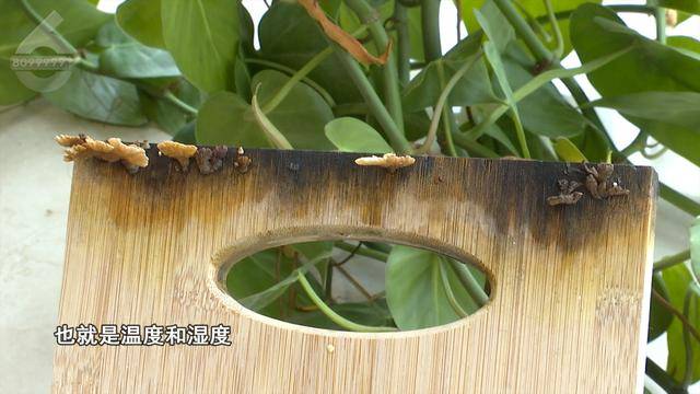“可以蒸蛋”!昆明一女子家中搓衣板上长菌<strong></p>
<p>残破币兑换</strong>,品种竟是……