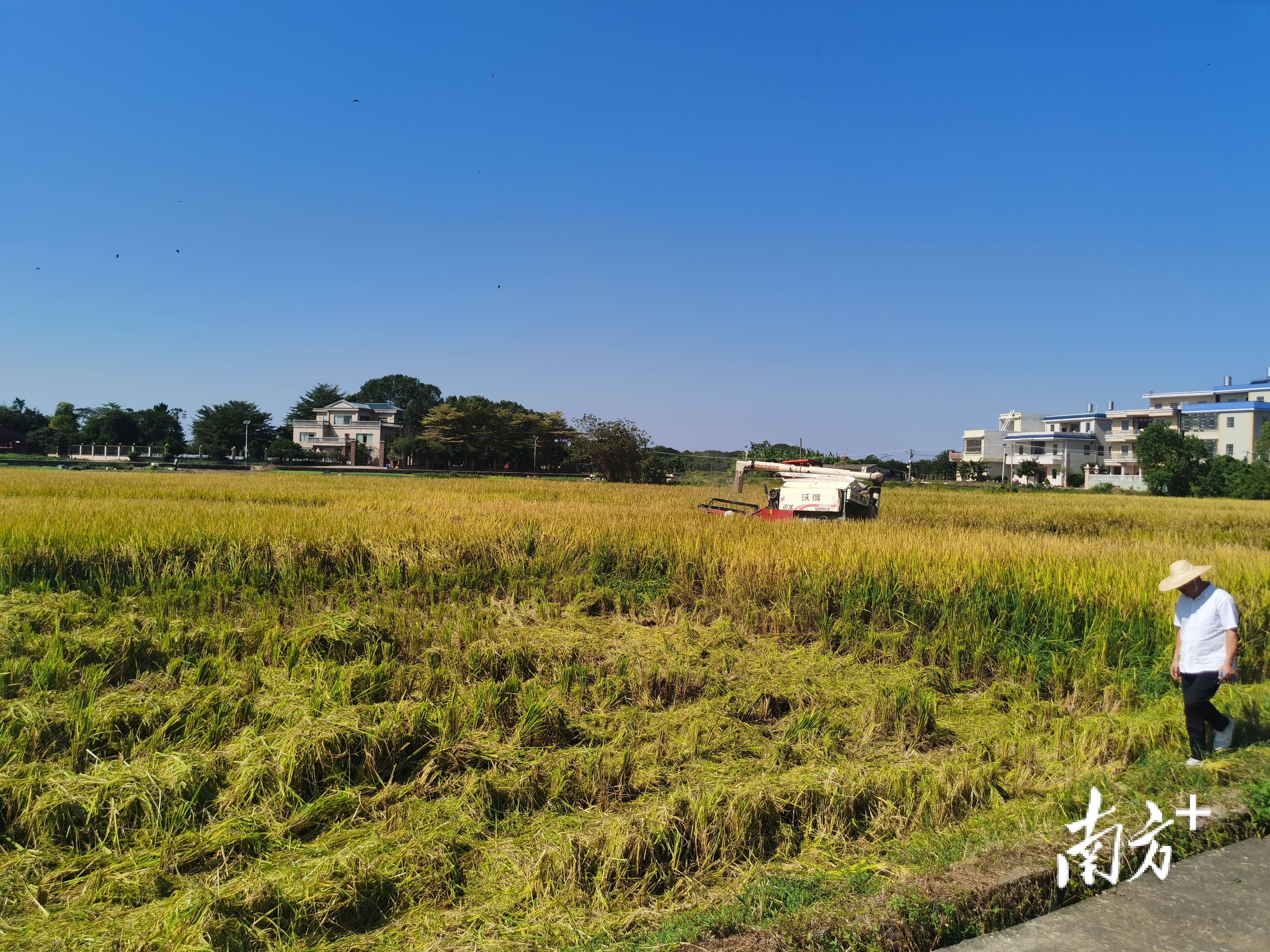 周年亩产1446.18公斤!梅州兴宁引进华农技术<strong></p>
<p>万维币</strong>,创双季丝苗香米高产纪录