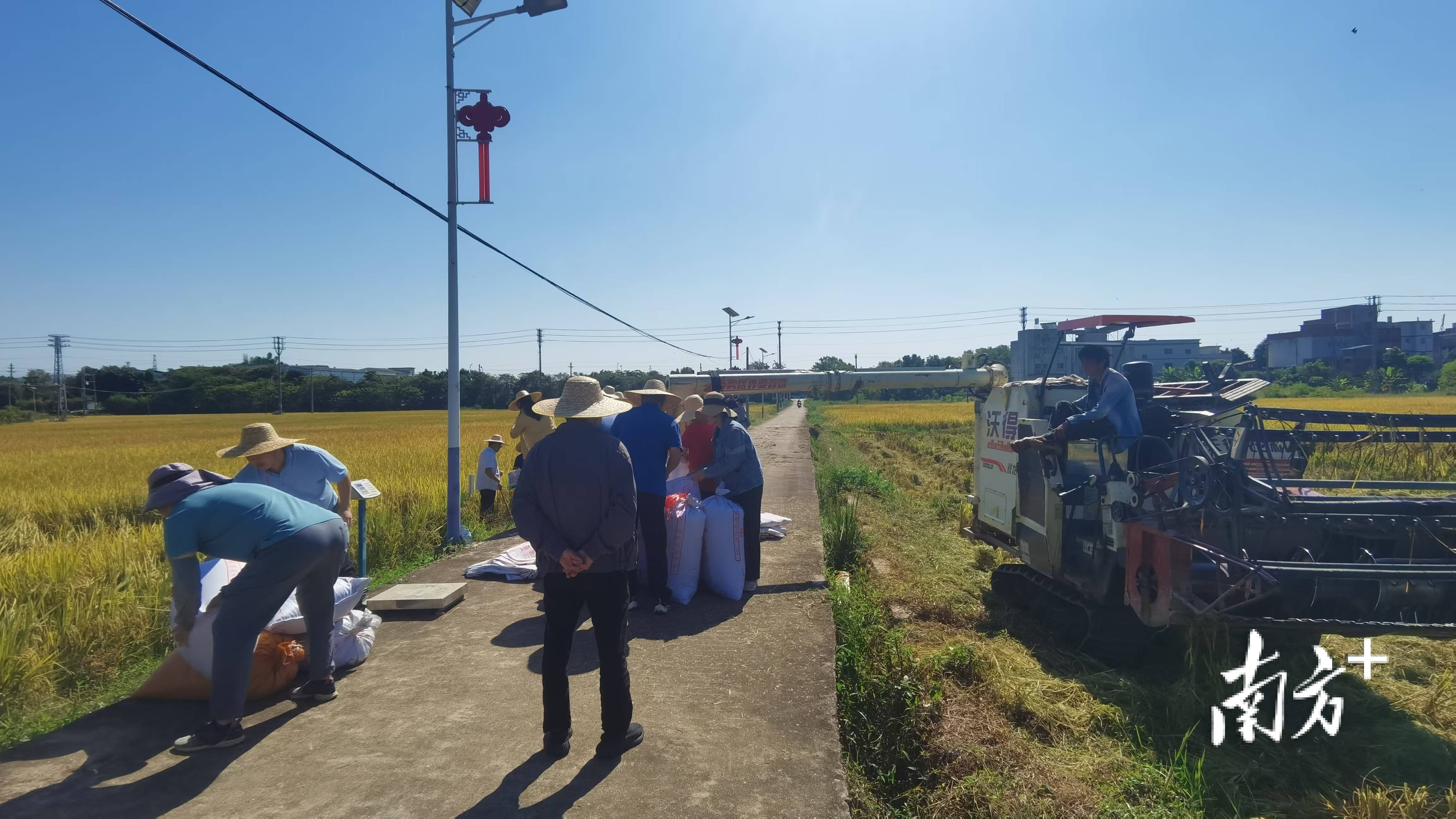 周年亩产1446.18公斤!梅州兴宁引进华农技术<strong></p>
<p>万维币</strong>,创双季丝苗香米高产纪录