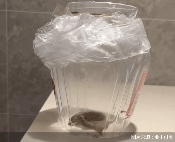 老鼠乱窜、直饮水发黄<strong></p>
<p>币圈馀额宝</strong>，北京业主千万元买的和锦诚园居然是这样