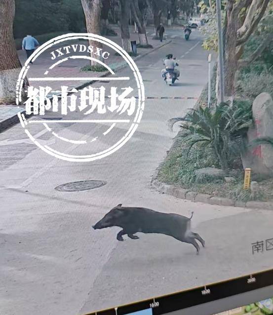 江西一高校惊现野猪<strong></p>
<p>币圈电报群</strong>，最后在食堂被成功抓获