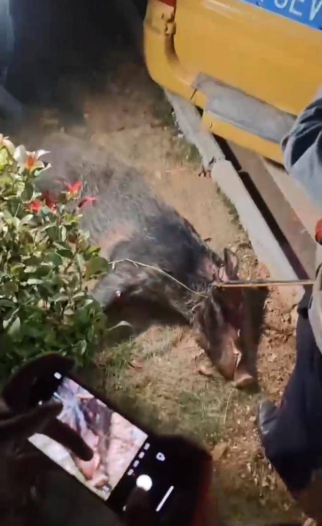 江西一高校惊现野猪<strong></p>
<p>币圈电报群</strong>，最后在食堂被成功抓获