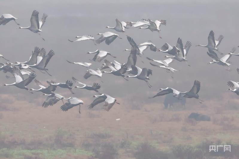 河南商城:发现河南境内最大数量白枕鹤种群