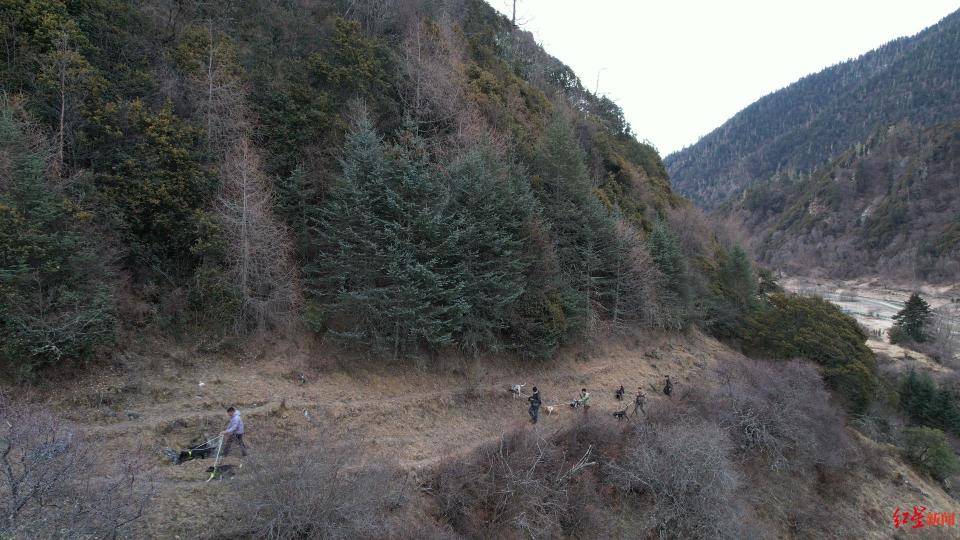 揭秘“野猪猎捕队”丨海拔3000米高山密林<strong></p>
<p>瑞郎币哪里购买</strong>,记者跟队直击猎捕野猪全过程