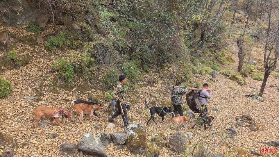 揭秘“野猪猎捕队”丨海拔3000米高山密林<strong></p>
<p>瑞郎币哪里购买</strong>,记者跟队直击猎捕野猪全过程