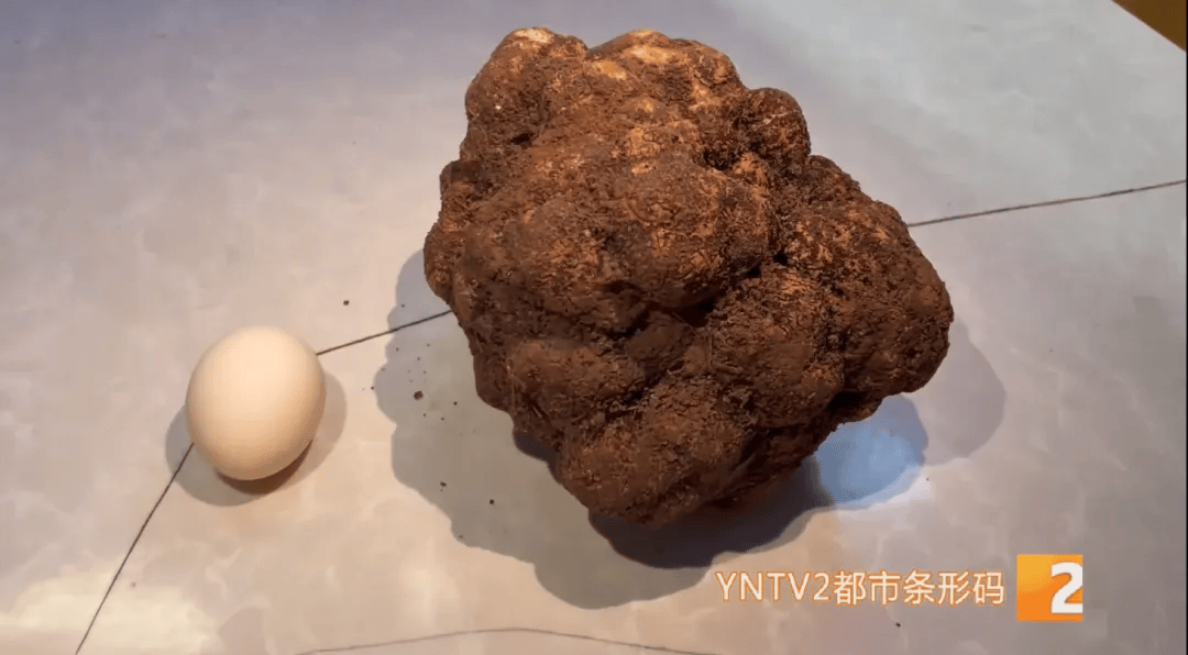 昆明一村民挖到1.7公斤超大松露<strong></p>
<p>瑞郎币哪里购买</strong>!“看都看不够”