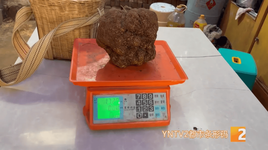 昆明一村民挖到1.7公斤超大松露<strong></p>
<p>瑞郎币哪里购买</strong>!“看都看不够”