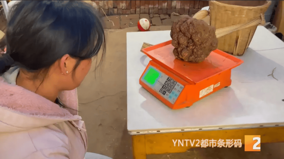 昆明一村民挖到1.7公斤超大松露<strong></p>
<p>瑞郎币哪里购买</strong>!“看都看不够”