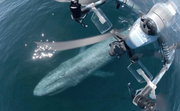 美国科学家震惊:封杀中国无人机<strong></p>
<p>币虎交易</strong>,“简直是疯了!”