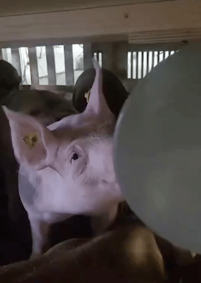 飞机载100头猪臭气熏人<strong></p>
<p>炒币交易网</strong>，200多名乘客遭殃！被迫紧急降落