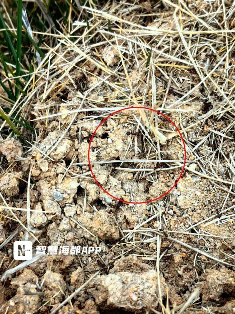 小心<strong></p>
<p>炒币交易网</strong>!毒性强!福州又发现了!千万别碰