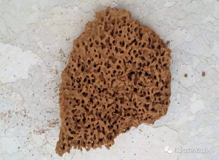 小心<strong></p>
<p>炒币交易网</strong>!毒性强!福州又发现了!千万别碰