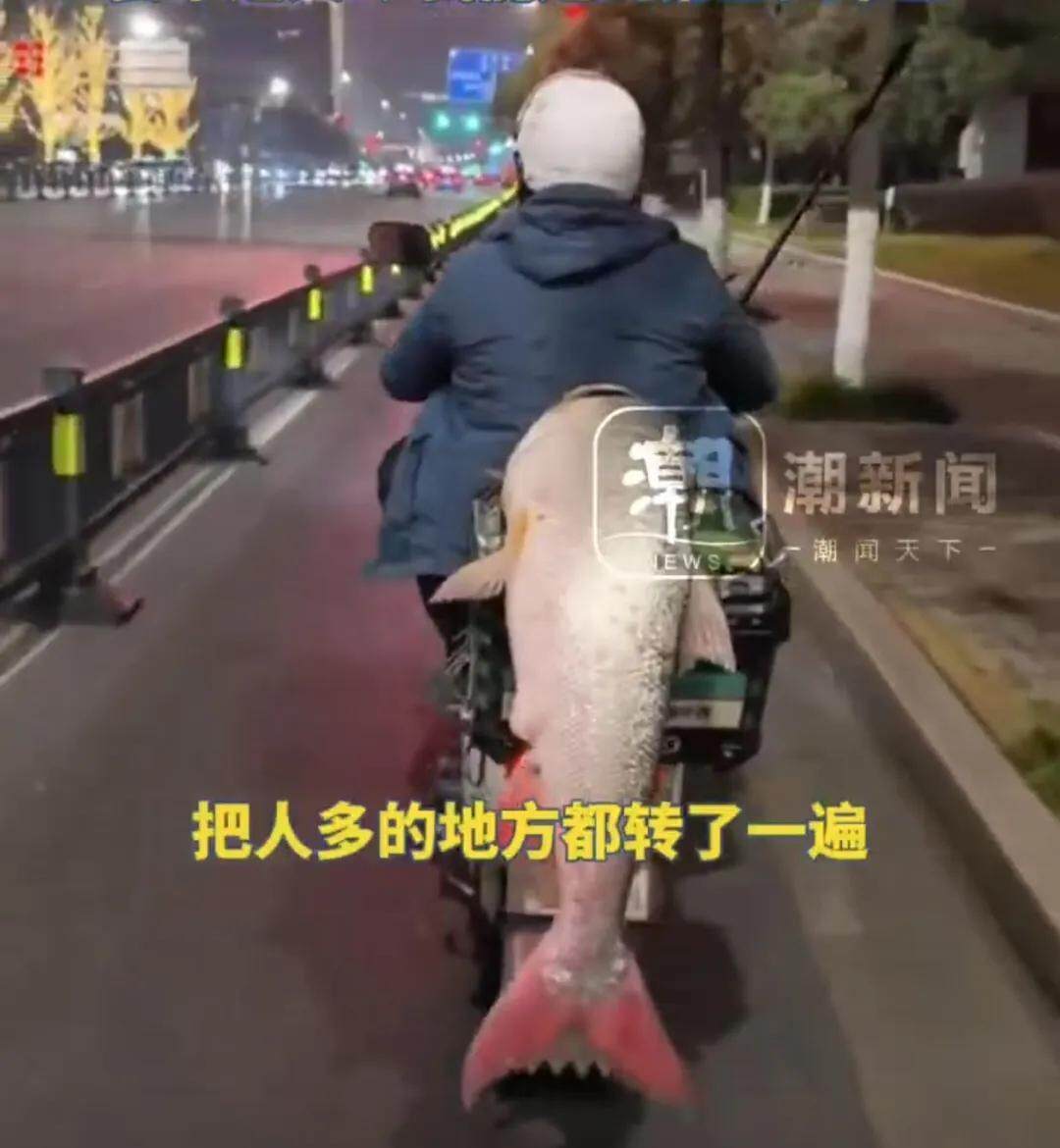 江西男子钓到56斤鳡鱼绕城5小时炫耀:不是天冷能逛到第二天