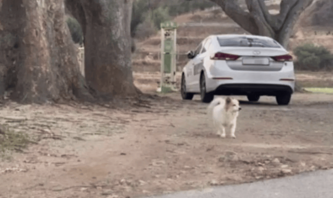 韩国空难机长最后动作曝光<strong></p>
<p>币币交易技巧</strong>,“他可能一直紧握操纵杆坚持到了最后”!涉嫌职务过失致死,涉事航司高管被禁止出国!调查中飞机残骸再次起火