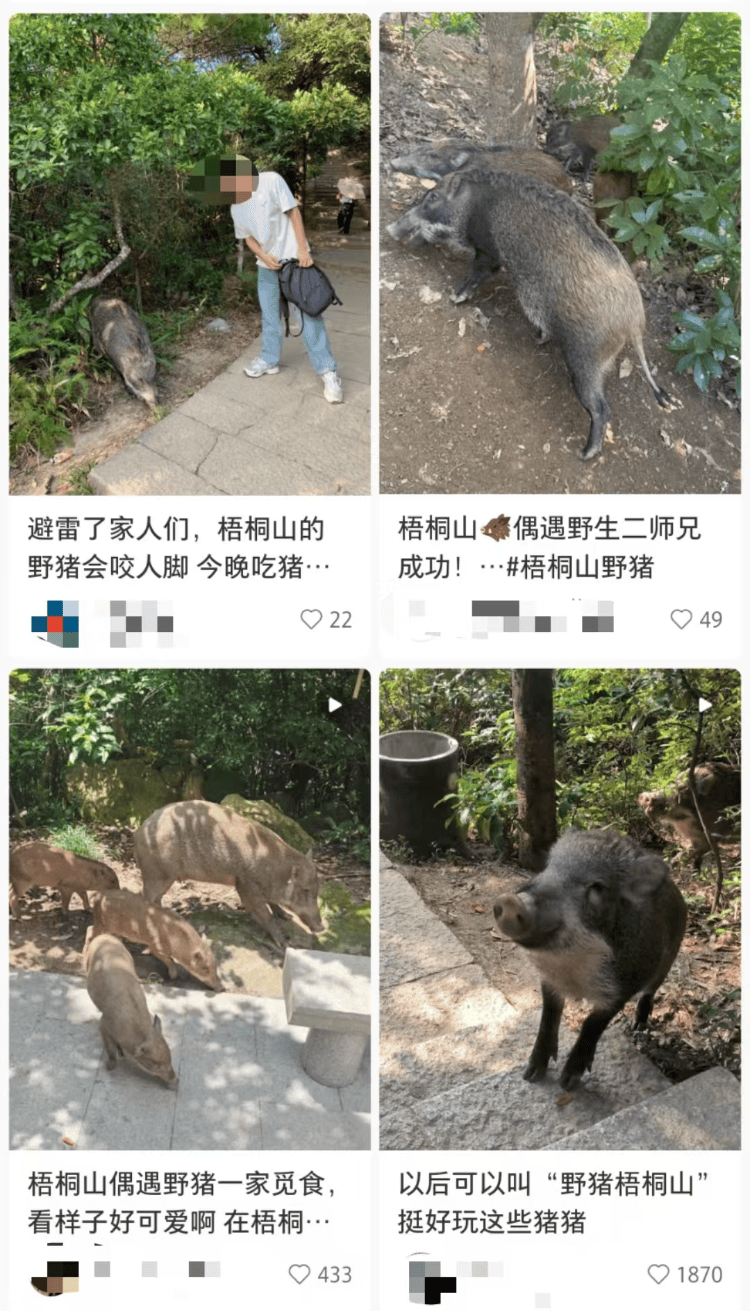 深圳梧桐山网红野猪下崽？市民拍到“一家人整整齐齐”<strong></p>
<p>2018币圈</strong>，管理处：天天都有人投喂