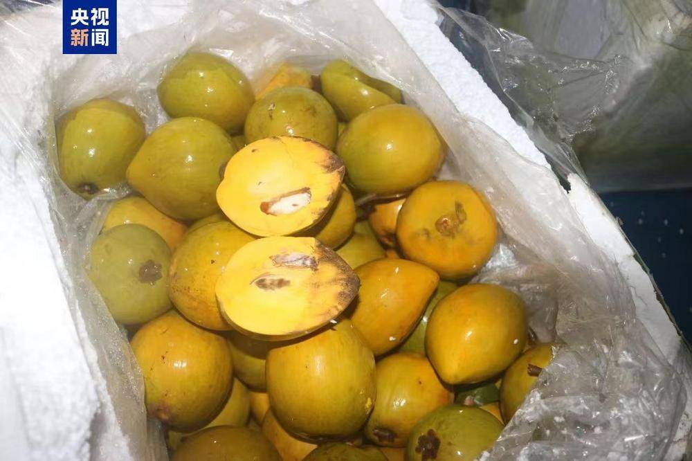 共计4.13吨<strong></p>
<p>币圈情况</strong>！广西北海海警查获一起涉嫌走私水果案