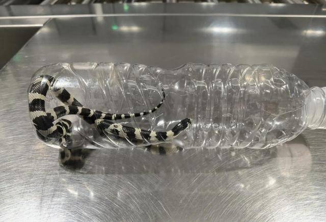 毛骨悚然<strong></p>
<p>十元人命币</strong>,口袋内突然探出蛇头,杭州机场一女孩携带活蛇过安检