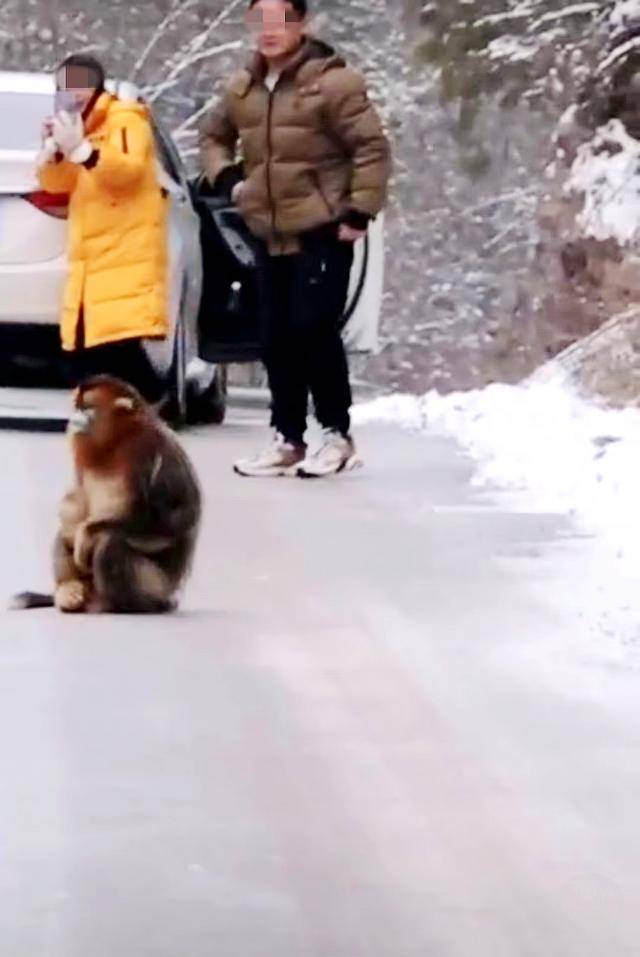 神农架受伤金丝猴蹲路边向人类求助?救护站:已救治<strong></p>
<p>链币世界</strong>,基本恢复健康